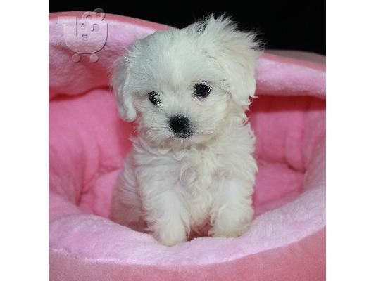PoulaTo: μαλτέζικα κουτάβια  / maltese puppies