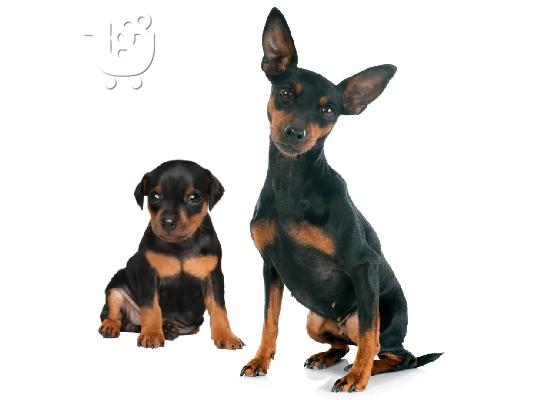 PoulaTo: Pinscher mini