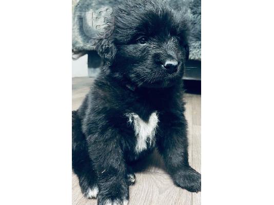 PoulaTo: Newfoundluv
