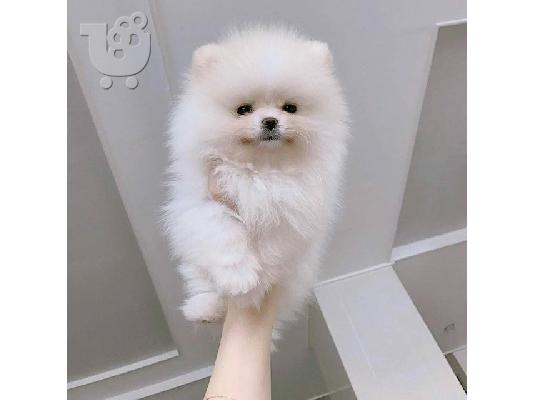 PoulaTo: pomeranian (αρσενικό και θηλυκό)