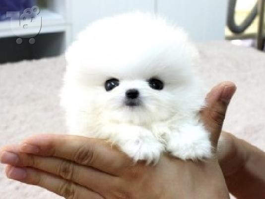 PoulaTo: πομεράνιαν κουτάβια  /  pomeranian