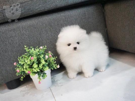 μινιατούρα pomeranian