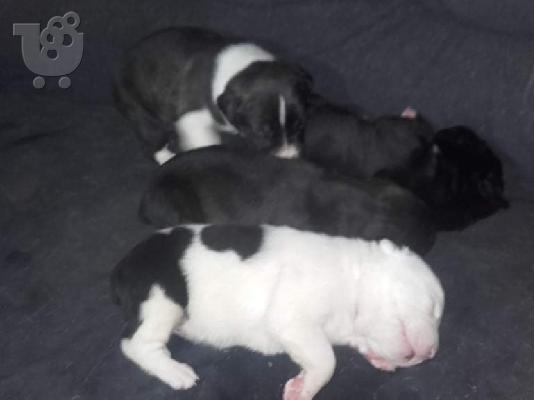 pit bull arabai aziat