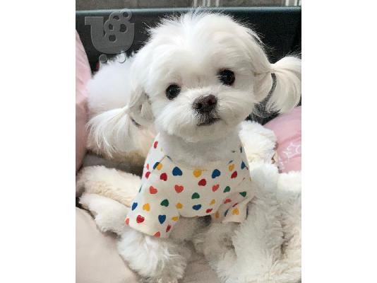 Η Pedigree Maltese Fija γέννησε 4 υγιή κουτάβια. Και οι δύο