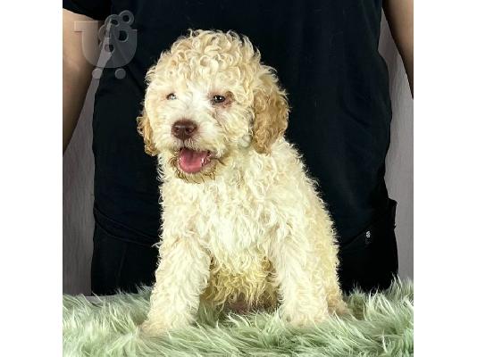 Lagotto Romagnolo ΟΜΟΡΦΑ κουταβάκια