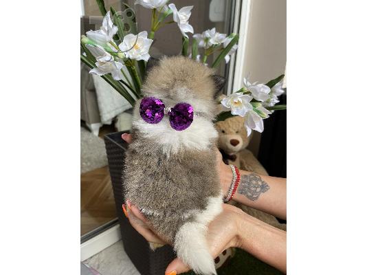 Pomeranian Spitz κουτάβια + ΔΩΡΟ