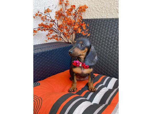 PoulaTo: Νάνος Dachshund εξωτικού χρώματος