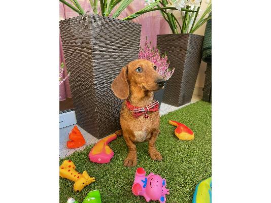 Νάνος Dachshund κουτάβια εξωτικού χρώματος