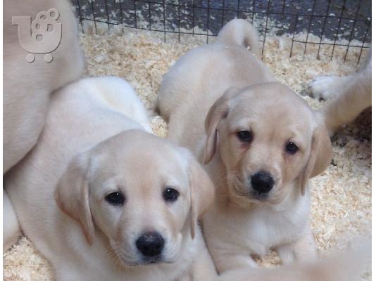 PoulaTo: Όμορφα κουτάβια λαβράδων Retriever προς πώληση.