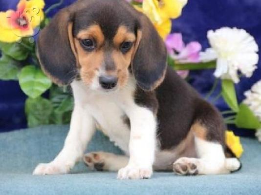 PoulaTo: αρσενικά και θηλυκά χαριτωμένα κουτάβια Beagle