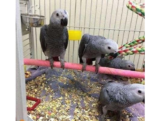 LATREUTIKOI AFRIKANIKOI NKRIZOPAPAGOI GIA DOREAN Yiothesía