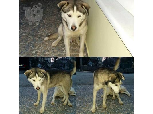 PoulaTo: xarizetai o omorfos skulakos