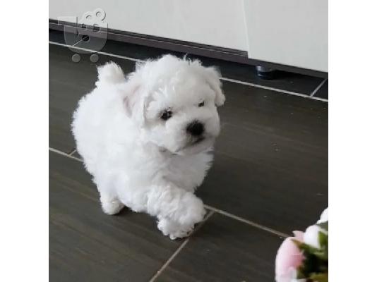 PoulaTo: γεμάτα γενεαλογικά κουτάβια kc reg bichon frize,