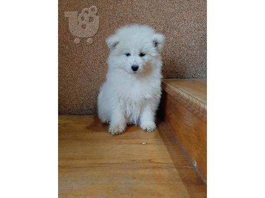 Samoyed όμορφα κουτάβια