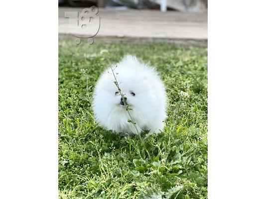 Pomeranian spitz mini white