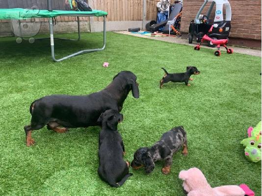 AKC Dachshunds