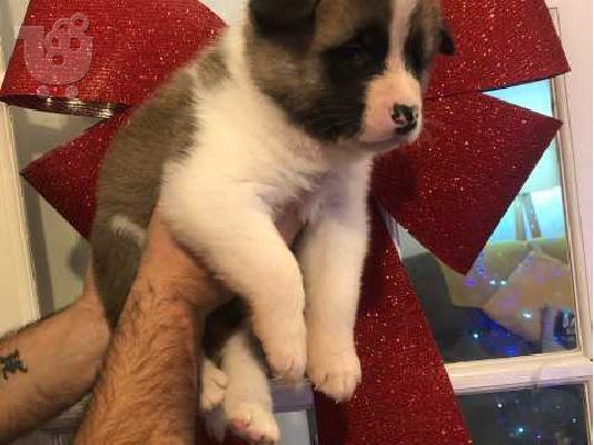 ΔΙΑΘΕΣΙΜΟ ΠΟΛΥ ΚΑΛΥΤΕΡΟ AKITA PUPPY