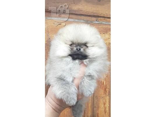 PoulaTo: Pomeranian Boo type - Πομεράνιαν μπου