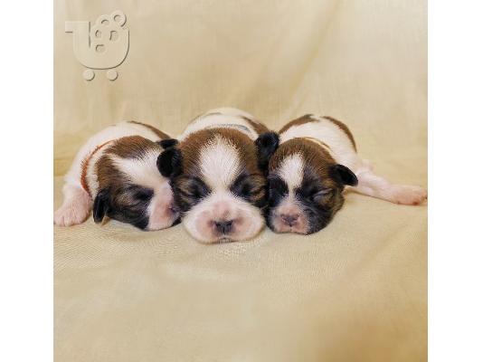 Όμορφα κουτάβια Shih Tzu X Malshi προς πώληση
