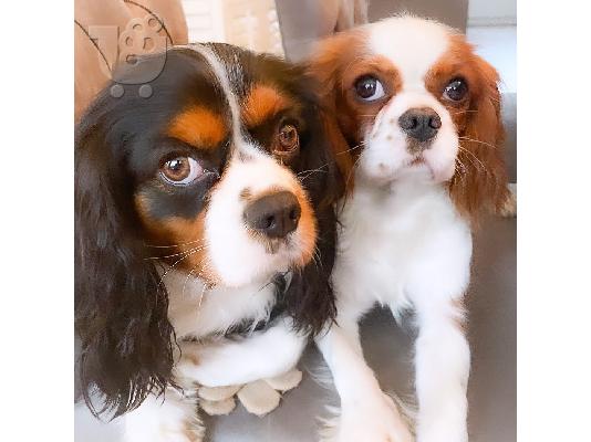 PoulaTo: Εξαιρετικό κουτάβι Cavalier King Charles Spaniel για υιοθεσία