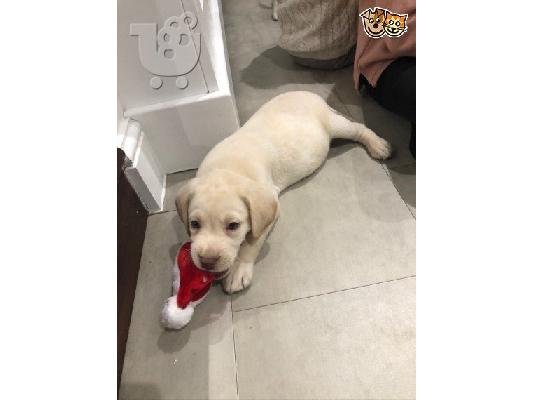 Labradol σκυλιά και κουτάβια προς πώληση