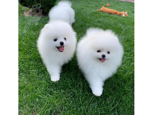 PoulaTo: ΟΥΑΟΥ!!! αξιολάτρευτα κουτάβια pomeranian
