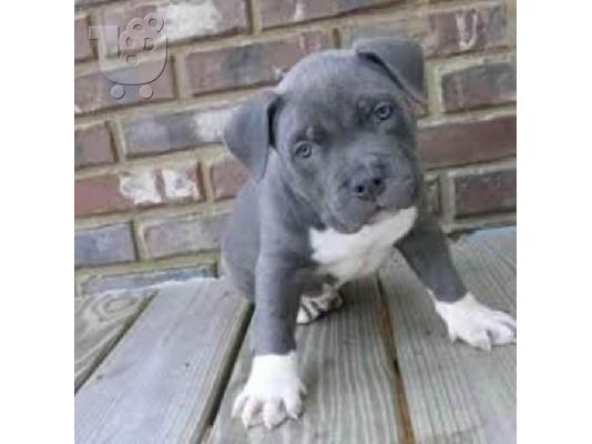 PoulaTo: Κουτάβια American Pit Bull Terrier