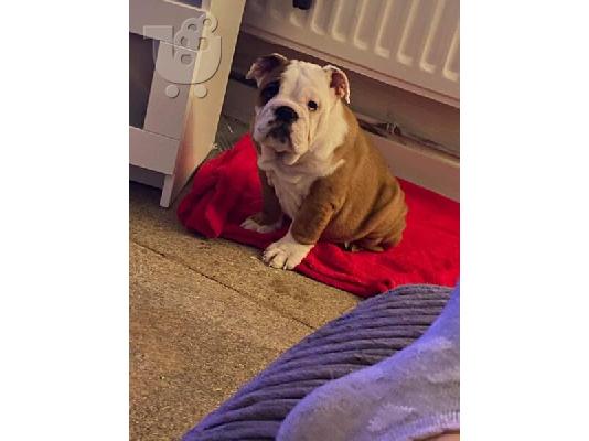 PoulaTo: French Bulldogs Available