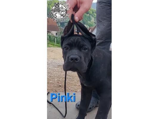 Cane Corso κουτάβια