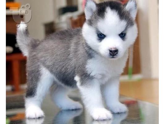 PoulaTo: Husky καθαροαιμα κουταβακια