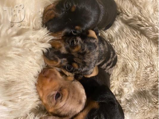 Αξιολάτρευτο Dachshunds