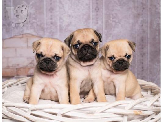 PoulaTo: Κουτάβι με πατημασιά Fawn.Viber +63 962-625-6424