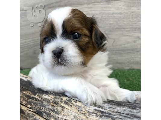 SHIH TZU