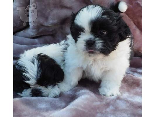 PoulaTo: shih tzu κουτάβια