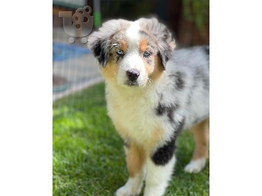 PoulaTo: Τα γοητευτικά κουτάβια Australian Shepherd