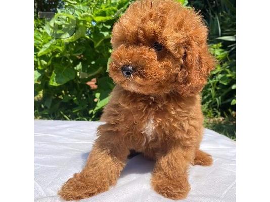 Όμορφα κουτάβια Toy Poodle για καλό σπίτι