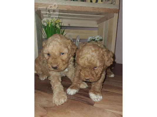 Maltipoo catelusi de vanzare