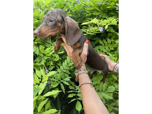 Νάνος Dachshund εξωτικού χρώματος