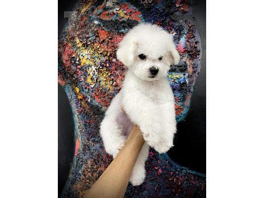 Bichon Frize κουτάβι