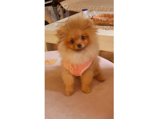 Pomeranian BOO Κουτάβια TOP Class