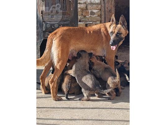 Κουτάβια Βελγικού Ποιμενικού Malinois