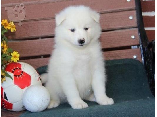 PoulaTo: Αξιολάτρευτα κουτάβια samoyed προς πώληση