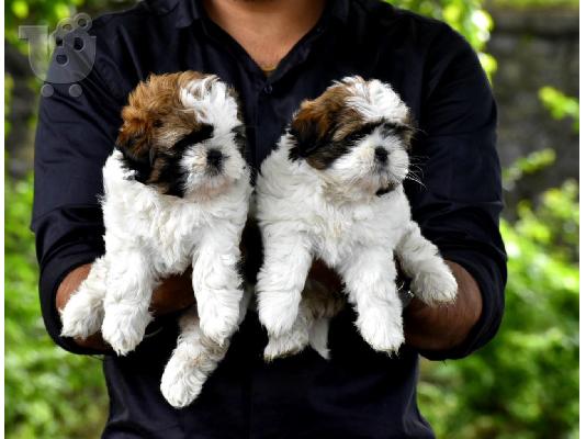 PoulaTo: Shih Tzu