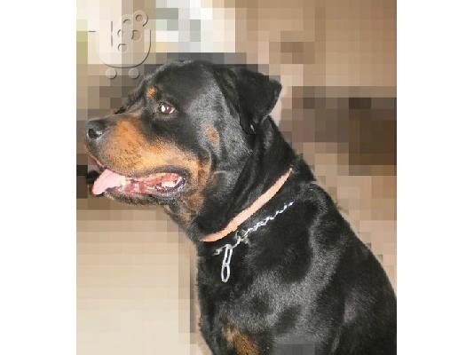 Πωλούνται καθαρόαιμα rottweiler