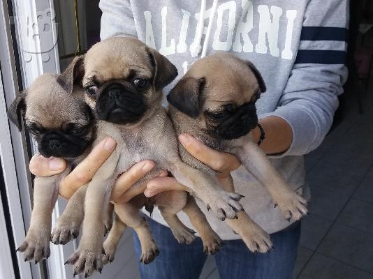 PoulaTo: Pug