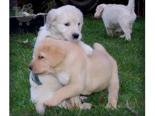 Αρχικά εκπαιδευμένα κουτάβια Labrador Retriever