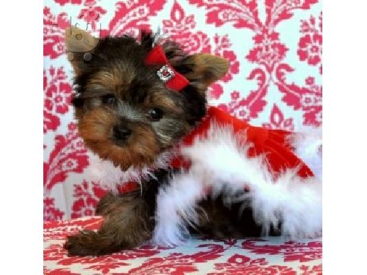 PoulaTo: Υπέροχες κουτάβια Yorkie