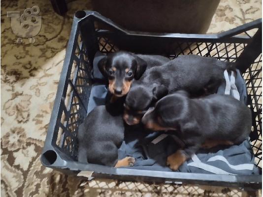 Dachshund κουτάβια εξωτικών χρωμάτων