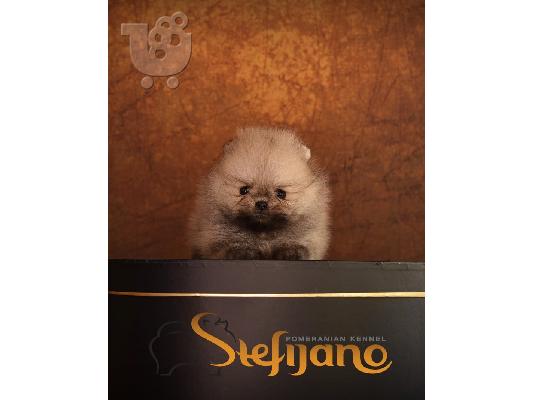 Pomeranian Boo, φλιτζάνι τσάι Pomeranian κουτάβι