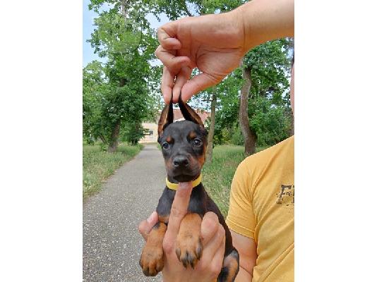 Κουτάβια Doberman μαύρο και καφέ